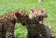 Zoológico no Peru apresenta dois filhotes de leopardo; veja imagens