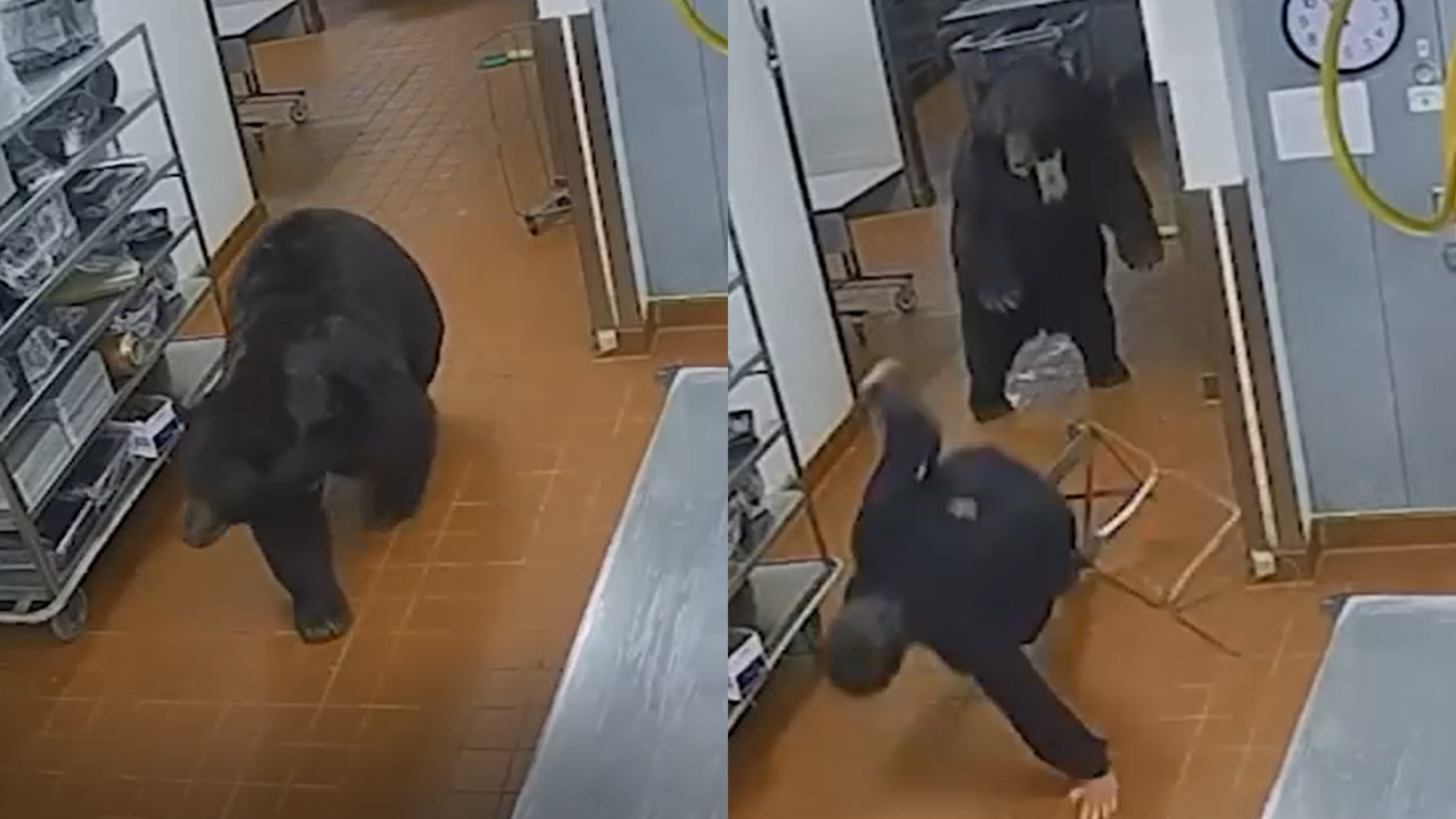 Urso ataca segurança em hotel de luxo