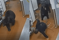Urso ataca segurança de hotel de luxo e é sacrificado dias depois
