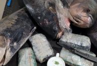 PF apreende cocaína dentro de peixes congelados no Amazonas