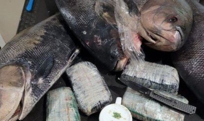 PF apreende drogas dentro de peixes congelados no Amazonas.