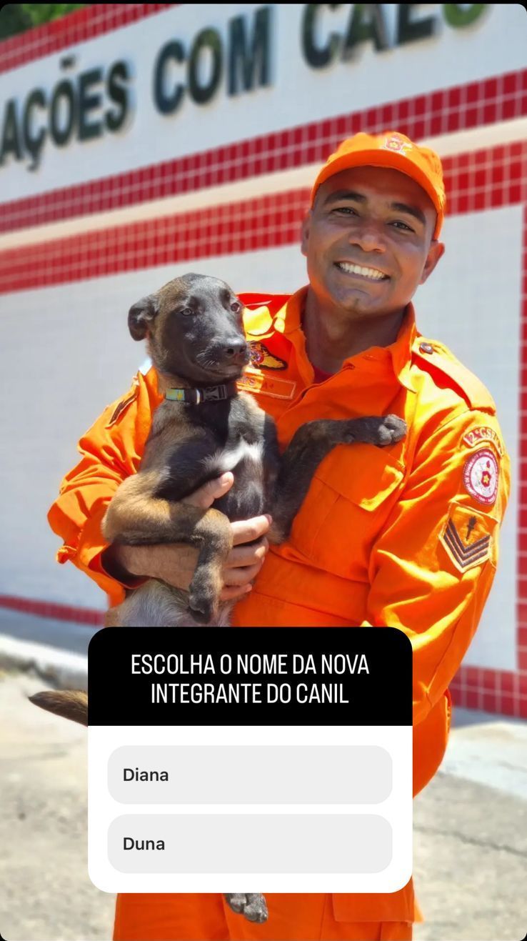 Corpo de Bombeiros fez enquete nas redes sociais para que os cidadãos escolham os nomes das filhotes / Divulgação/Corpo de Bombeiros do Rio