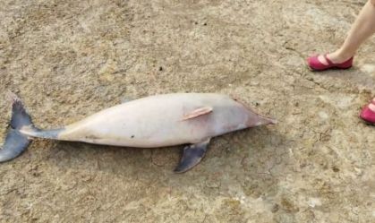 23 carcaças de botos são encontradas por ONG em Coari, no Amazonas