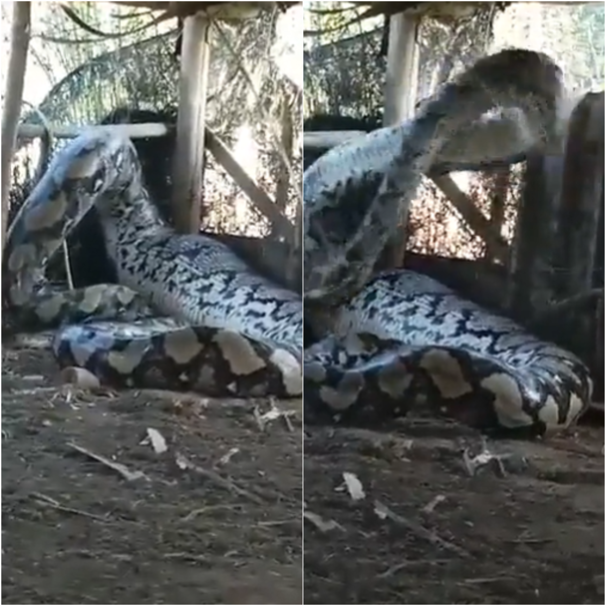 Imagem de destaque do post: Cobra gigante que viralizou em vídeo pode ser real, mas não é encontrada no Brasil