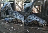 Cobra gigante que viralizou em vídeo pode ser real, mas não é encontrada no Brasil
