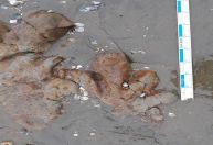Pegadas de dinossauros são descobertas em ilha na Inglaterra