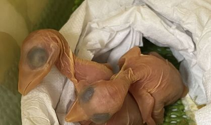 Nascem filhotes de tucanos de ovos encontrados em sutiã de passageira em aeroporto no PR