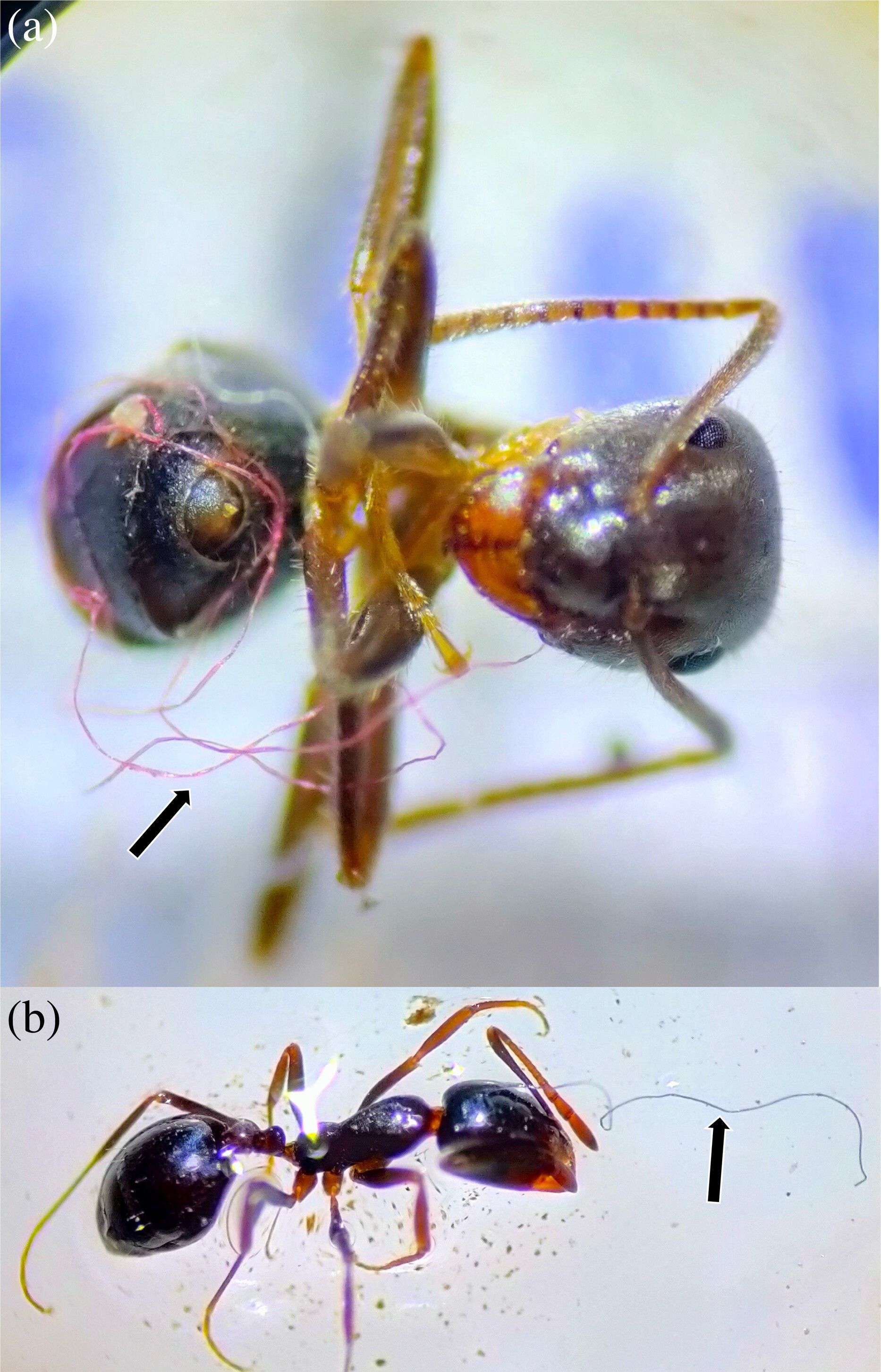 Espécies Lasius grandis (a) e Monomorium sp. (b) que foram encontradas emaranhadas a fibras plásticas / Fotos: Armand Rausell-Moreno