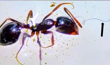 Poluição ambiental: Cientistas encontram formigas emaranhadas em plástico; veja fotos