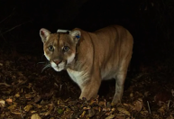 Como um puma levou à criação do maior viaduto para vida selvagem do mundo