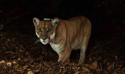 Como um puma levou à criação do maior viaduto para vida selvagem do mundo