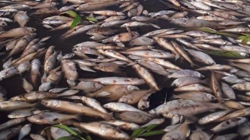 Peixes mortos no Amazonas