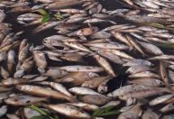 Seca no Amazonas: 112 mil pescadores são impactados, aponta Superintendência Federal de Pesca e Aquicultura