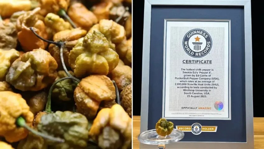 A Pepper X demorou 10 anos para ser cultivada / Reprodução/Guiness World Records