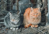 Mil gatos são resgatados na China antes de serem abatidos e vendidos como carne de porco e carneiro