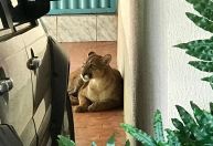 Onça é capturada em garagem de casa em MG; veja