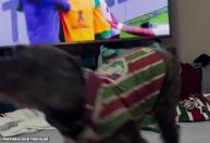 Cadela vai à loucura com gols do Fluminense e viraliza nas redes; veja