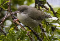 Mosquitos estão levando espécies de aves à extinção; cientistas tentam encontrar ovos para preservá-los