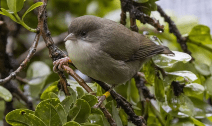 Mosquitos estão levando espécies de aves à extinção; cientistas tentam encontrar ovos para preservá-los