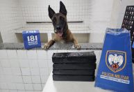 Cão farejador encontra 3 quilos de tabletes de maconha em Serra, no Espírito Santo