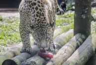 Banho de mangueira, frutas e até picolé são alternativas para refrescar os animas no Zoo de SP