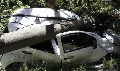 Uma árvore de grande porte caiu e derrubou um poste, na zona oeste de São Paulo
