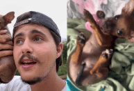 Cachorra come fone de ouvido, e dono descobre ao ouvir música da Joelma tocando