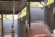 Cobra píton puxa gambá pelo pescoço mas desiste de comê-lo, e vídeo viraliza