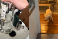 Vídeo: Cachorro fica bêbado após ingerir licor e vodca nos EUA
