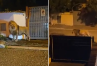 Vídeo: leão escapa de circo e assusta população nos arredores de Roma 