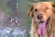 Vídeo: cachorro é resgatado pela família após ficar sete dias desaparecido