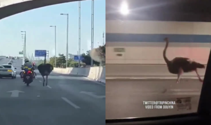 Avestruz "para o trânsito" ao fugir da polícia em rodovia na China; veja vídeo