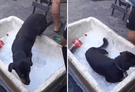 Cachorro entra em isopor com gelo para driblar calor extremo no Rio; veja