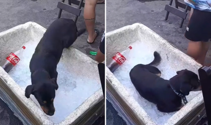 Cachorro entra em isopor com gelo para driblar calor extremo no Rio; veja