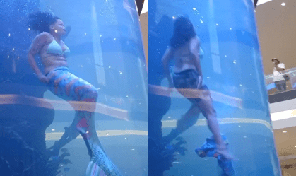 Vídeo: sereia profissional fica presa em aquário e luta para chegar à superfície