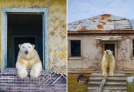 Vídeo: Estação climática abandonada no Ártico vira lar de ursos polares