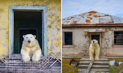 Vídeo: Estação climática abandonada no Ártico vira lar de ursos polares