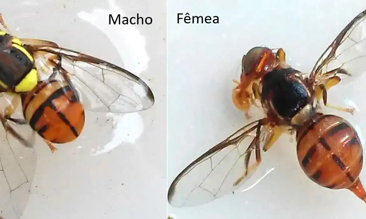Imagem de destaque do post: Mosca-da-carambola: especialistas alertam para proliferação da praga
