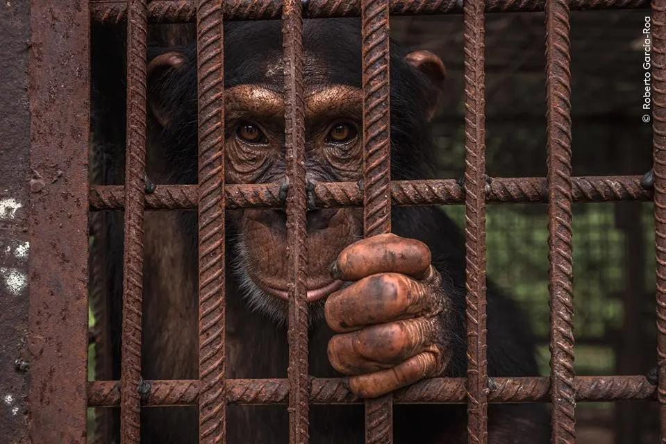 Hope, Centro de Conservação de Chimpanzés na República da Guiné