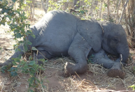Mistério desvendado: cientistas apontam bactéria como a causadora da morte de mais de 350 elefantes africanos