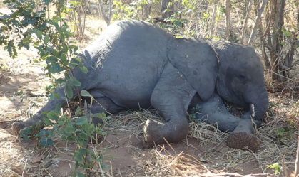 Mistério desvendado: cientistas apontam bactéria como a causadora da morte de mais de 350 elefantes africanos