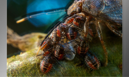 Concurso europeu de fotografias da vida selvagem revela vencedores; veja as imagens