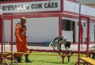 Cães dos bombeiros passam por treinamento para operações de resgate; veja