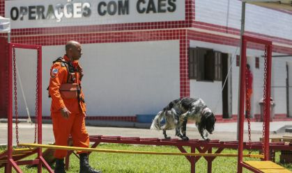 Após treinamento para operações de resgate, cães dos bombeiros passam por prova; veja