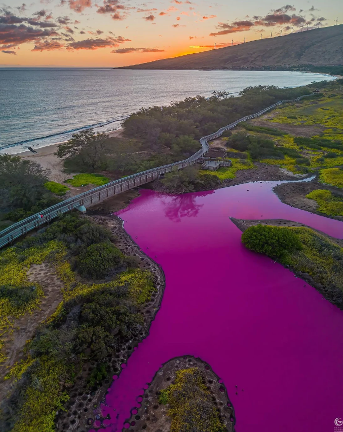 Lago do Refúgio Nacional de Vida Selvagem Kealia Pond, em Maui, no Havaí, ficou rosa / @Traviskeahi_photo/Instagram