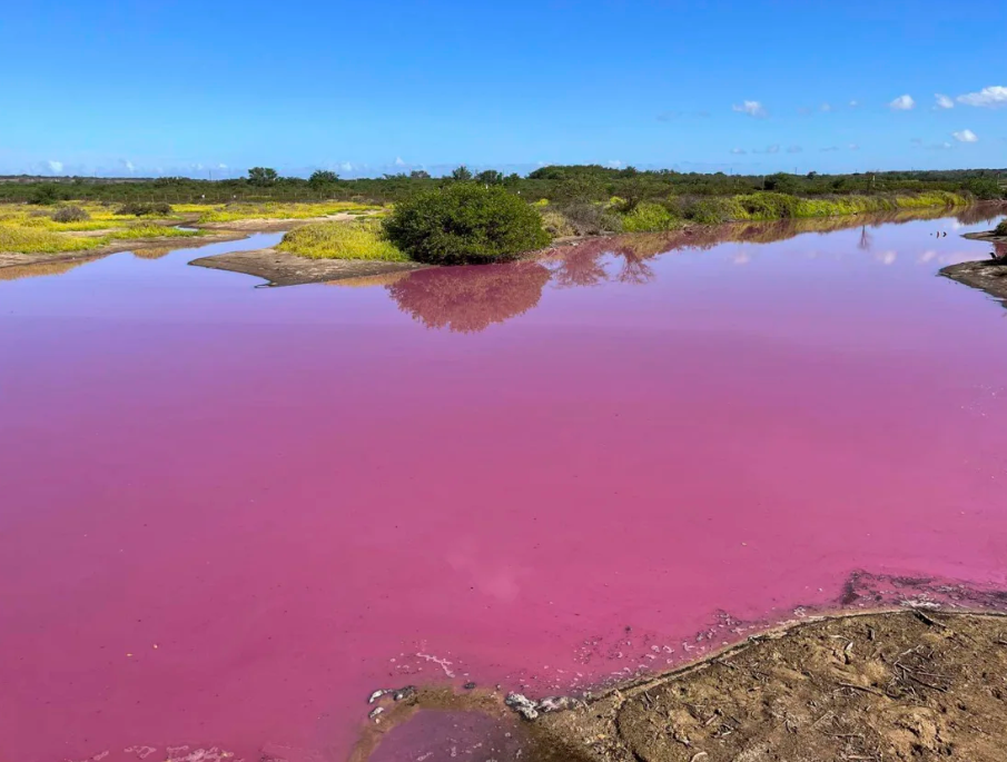 O Refúgio Nacional de Vida Selvagem Kealia Pond em 8 de novembro / @Traviskeahi_photo/Instagram