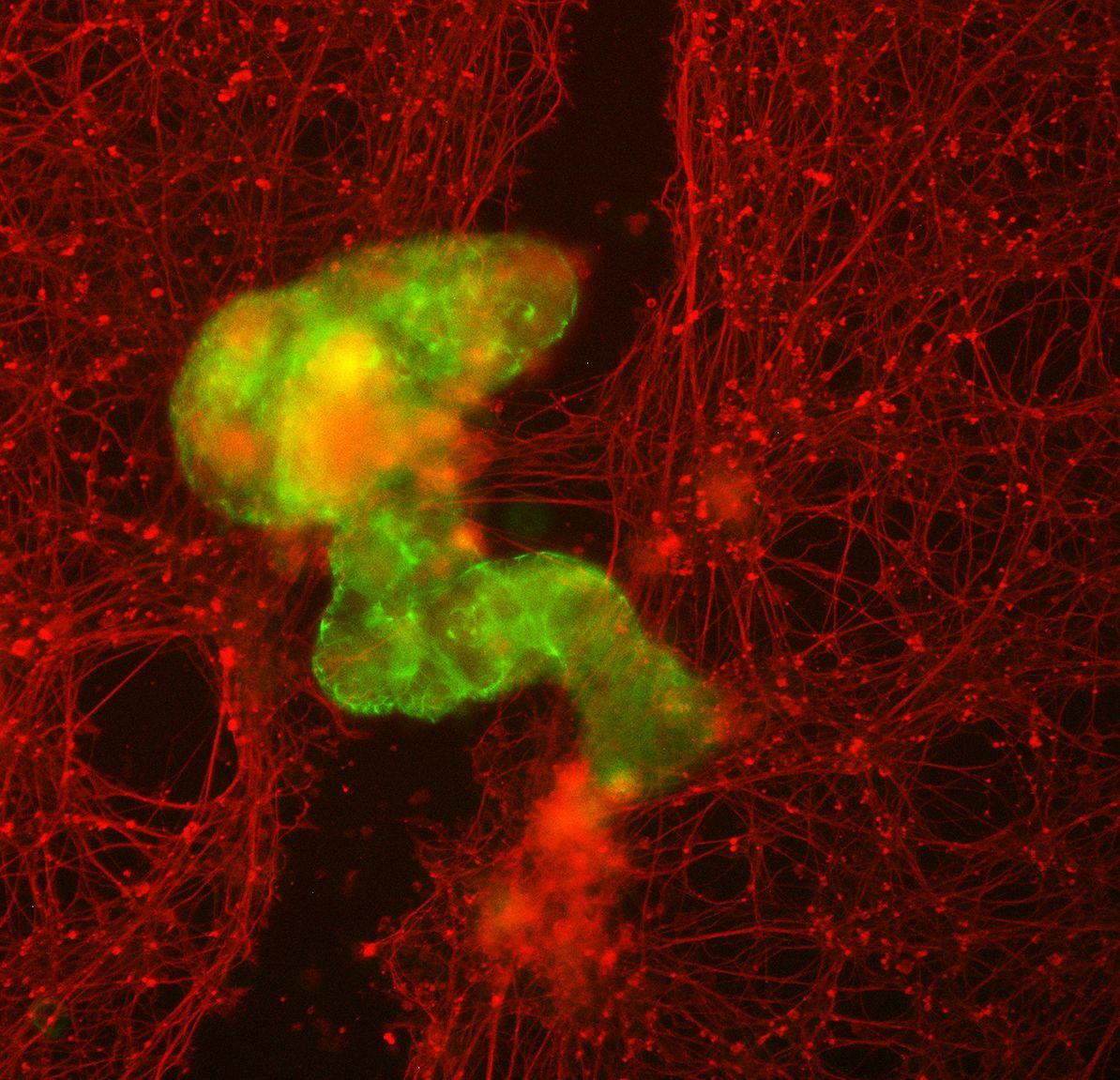 Agregado de Antrorobôs, ou superbot (verde), estimula o crescimento de neurônios (vermelho) onde eles foram removidos mecanicamente / Gizem Gumuskaya, Tufts University
