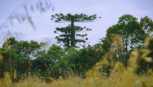 Maior araucária do Paraná foi derrubada após ventania