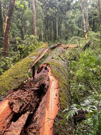 Maior araucária do Paraná caiu após ventania / Divulgação