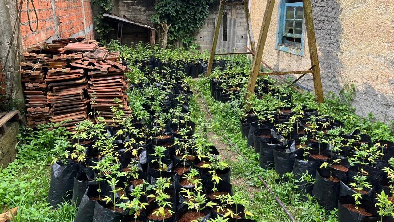 pé sd emaconha encontrados no quintal de um imóvel na Grande São Paulo